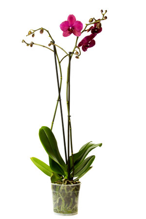 Pink orchid isolated on a white background.の写真素材