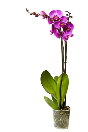 Pink orchid isolated on a white background.の写真素材