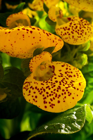 Calceolaria yellow flowers, macro photography の写真素材