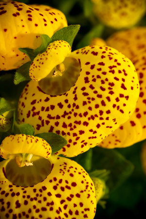Calceolaria yellow flowers, macro photography の写真素材