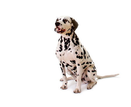 Dalmatian sitting in front of white background.の写真素材