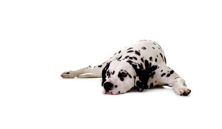 Dalmatian, lying down in front of white background, studio shot. の写真素材