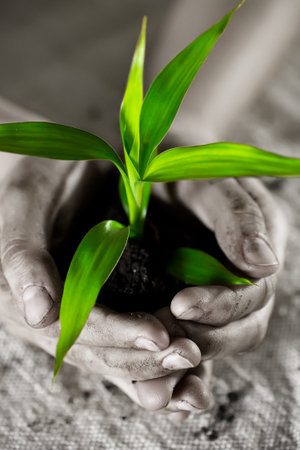 Kid hands holding sapling bamboo in soilの写真素材