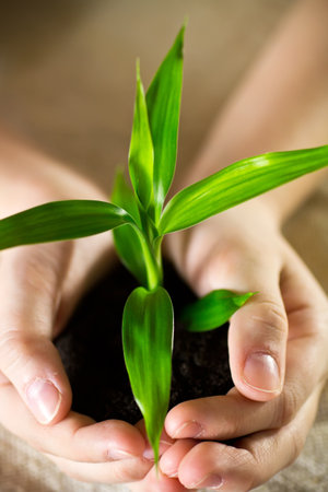 Kid hands holding sapling bamboo in soilの写真素材
