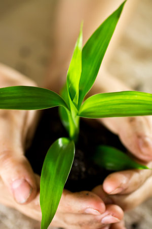 Kid hands holding sapling bamboo in soilの写真素材