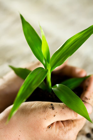 Kid hands holding sapling bamboo in soilの写真素材