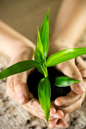 Kid hands holding sapling in soil.の写真素材