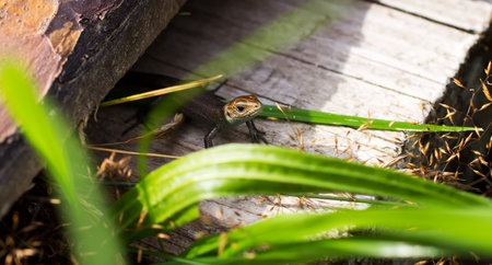 Meadow lizard, warming afternoon sun on the tree の写真素材