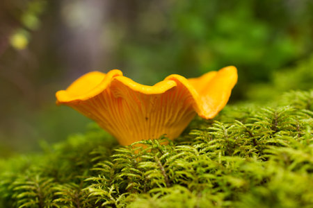 Cantharellus cibarius edible mushroom close up shoot の写真素材