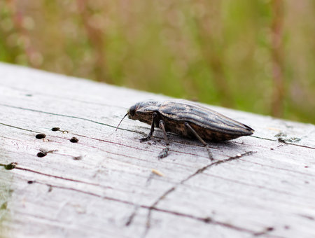 A macro shot of a  bug,  resting on a leaf, flower の写真素材