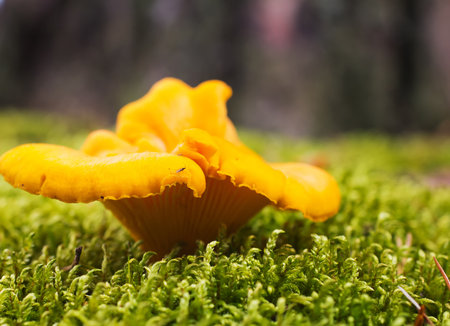 Cantharellus cibarius edible mushroom close up shoot の写真素材