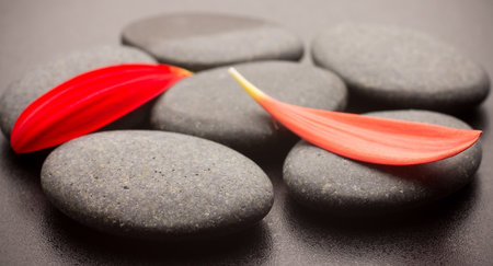 Spa stones and black background. Red gerbera petals.の写真素材