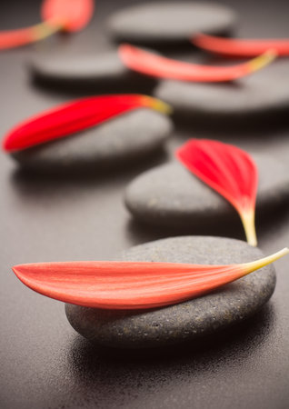 Spa stones and black background. Red gerbera petals.の写真素材