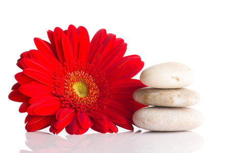 Spa stones and red gerber petals isolated on the white background.の写真素材