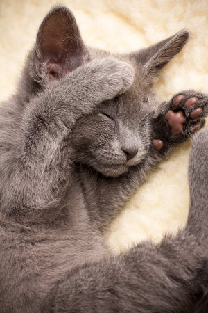 Kitten sleeping, russian blue cat の写真素材