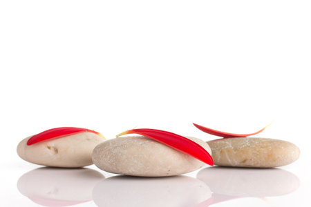 Spa stones and red gerber petals isolated on the white background.の写真素材