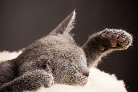Kitten sleeping, russian blue cat.の写真素材