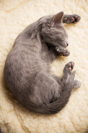 Kitten sleeping, russian blue cat.の写真素材