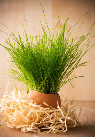 Easter composition of green grass egg shell.