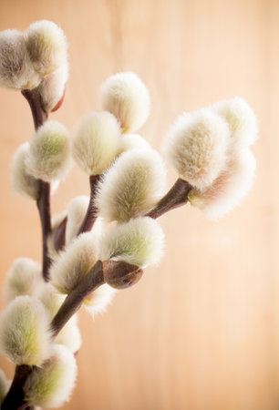 Large soft Easter catkins の写真素材