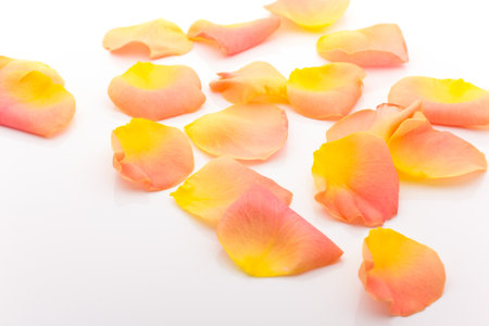 Rose petals isolated on the white background の写真素材