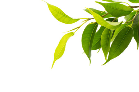 Green leaves isolated on the white background.