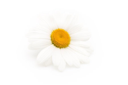 Balanced spa stones with camomile flower and white  background.の写真素材