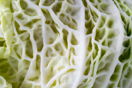 Cabbage texture. の写真素材