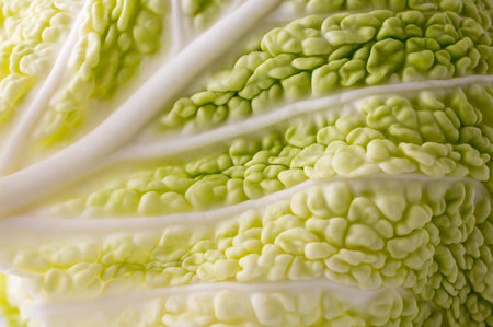 Cabbage texture. の写真素材