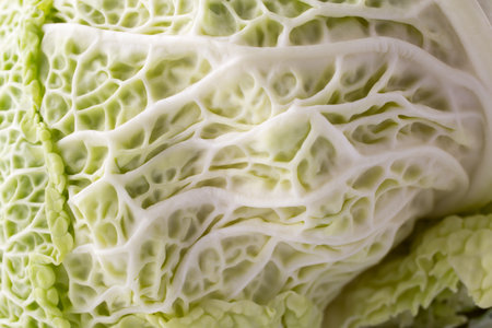 Cabbage texture can be used as an abstract background.の写真素材