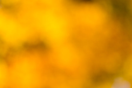 Autumn bright bokeh background. Natural beauty background.の写真素材