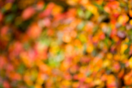 Autumn bright bokeh background. Natural beauty background.