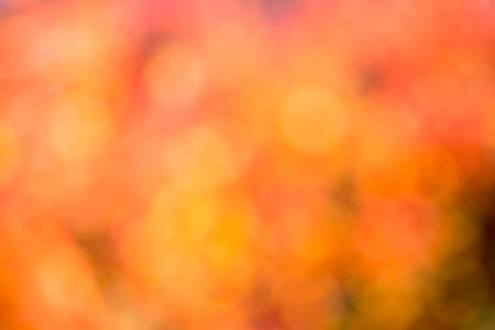 Autumn bright bokeh . Natural beauty .