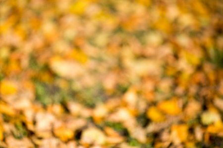 Autumn bright bokeh backgroundの写真素材