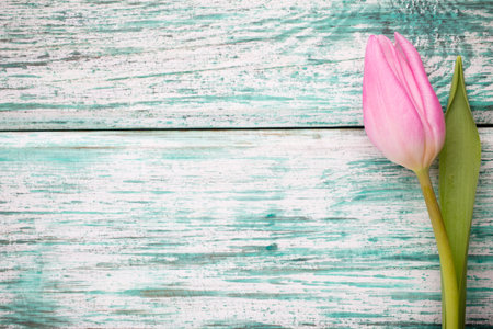 Tulip on the wooden background.の写真素材