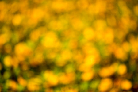 Autumn bright bokeh background. Natural beauty background.の写真素材