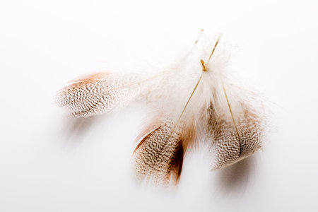 Chicken feather on a white background.