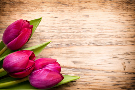 Tulip on the wooden background.の写真素材