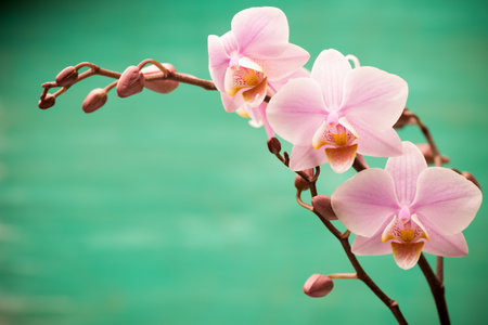 Pink orchid flowers with buds.の写真素材
