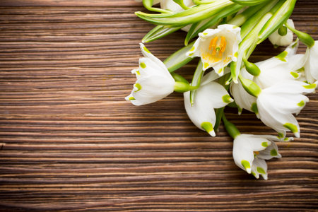 Snowdrop on the wooden background.の写真素材