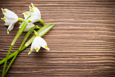 Snowdrop on the wooden background.の写真素材