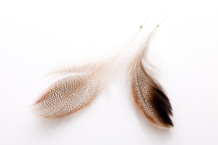 Chicken feather on a white background.の写真素材