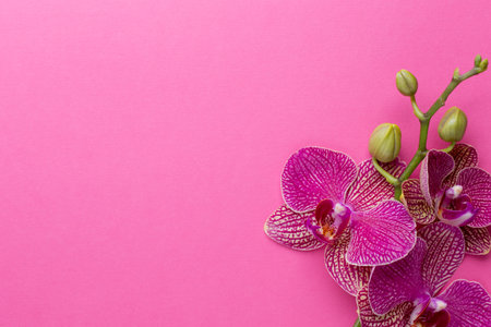 Pink orchid flowers on a pastel background. Pink orchid background.の写真素材