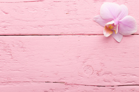 Pink orchid flowers on the pink pastels background.の写真素材