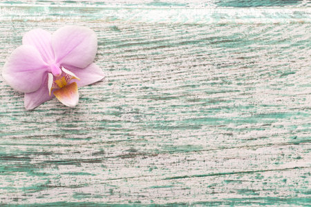 Pink orchid flowers on the blue pastels background.の写真素材