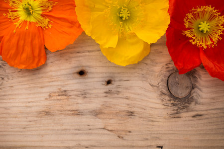 Poppy flowers on a wooden background. Colored poppy flowers.