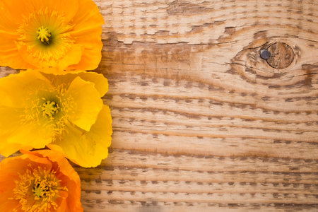Poppy flowers on a wooden background. Colored poppy flowers.の写真素材