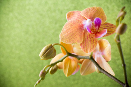 Orange orchid flower. Smooth back background. Studio photography.の写真素材