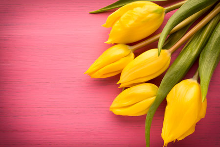 Yellow tulips on a pink surface. Studio photography.の写真素材