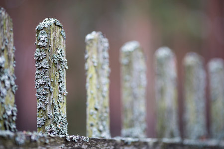 Old wooden plank, wall and floor boards.の写真素材